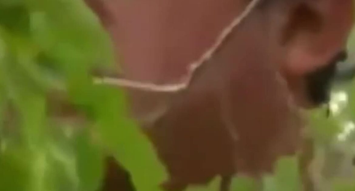 #